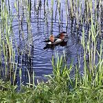 Mandarijneend in het kanaalpark nr. 20230471 A 