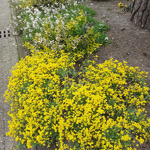 Voortuin in de Rooseveltlaan nr. 202304208  