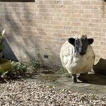 Schaap in de Bisschop Bekkerslaan nr. 20230415 