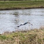 Reiger stijgt op in kanaalpark 20230417 A 