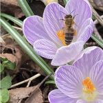 Krokus en bij nr. 20230328 A 