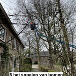  Snoeien in de Churchilllaan nr. 20230338