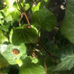 Lieveheersbeestje in de tuin nr. 20230447 A 