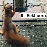  Eekhoorn nr. 20230342 A