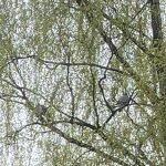 Duiven in de boom nr. 20230507 A 
