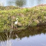 Reiger in het kanaalpark nr. 20230509 A 