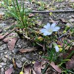  Bloem aan de Oude Baan nr. 20230521 A 
