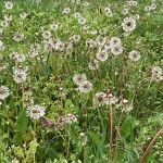 Paardebloemen nr. 20230554  A 