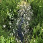 Waterviolier in De Hoef nr. 20230557  A 