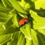 Kever op blad nr. 20230588