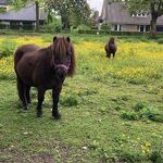 Pony's  Oude Baan Deken van Roestellaan nr. 20230532 A 