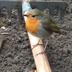 Tijdens het werk in onze tuin kwam het roodborstje op mijn hark zitten nr. 202304230 A
