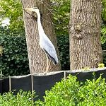 Reiger in de tuin nr. 20230451 A
