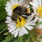 Hommel op meizoentje Jhr von Heidenlaan nr. 20230614 A 