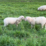 Lammetjes aan de overkant van het kanaal nr. 20230615