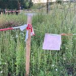Aandacht voor een klein stukje natuur Jonkheer von Heijdenstraat Bosje is door gemeente aangeplant nr. 20230731 A 