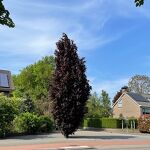 Mooie beuk aan de Oude Baan nr.20230553 