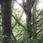Bomen in de wijk nr. 2023084