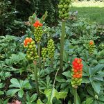 Vrucht van gevlekte aronskelk in een tuin aan Oude Baan 20230807 A 