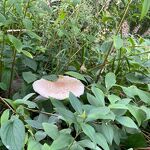 Paddenstoel in een tuin in de Churchilllaan nr. 20230810 