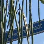 Prachtige peulen van de catalpa nr. 20230918 A 