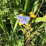 Blauwtje rust uit op boerenwormkruid in Kanaalpark nr. 20230926 B 