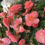 Welig tierende knolbegonia’s. In tuin in Molenhoek nr. 20230906 A 