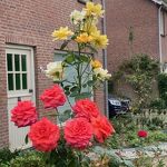 Een mooi boeket rozen in de tuin van een buurtbewoner in een zijstraat van de Bredestraat nr. 20230837 A  