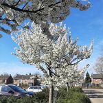 Bloesem op de parkeerplaats bij de Molenhoek nr. 20230414 A 