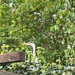 Reiger in de klimop nr. 20240495 