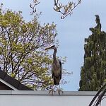 Reiger op de overkapping nr. 202404808  A