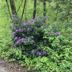 Rododendron nr. 20240506 