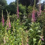 Uitbundig bloeiende digitalis in de voortuin nr. 20240510