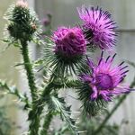 Detail kruldistel (langs fietspad Graafsebaan) nr. 20240565