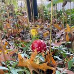 De eerste vliegenzwam in de voortuin nr. 20231054