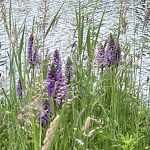 Roetorchis bij het Màximakanaal  nr. 20240573 