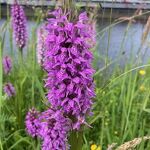 Zomaar in het kanaalpark deze prachtige bloem familie van de orchidee nr, 20240578