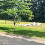 Veldje tussen rooseveltlaan en fietspad: de judoclub nr. 20240716 