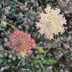 Bloemen in Molenhoek nr. 20240731