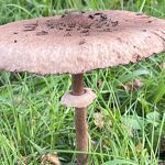 Grote parasolzwam nr. 20231065 A 