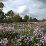 Kanaalpark met Mariaboom en herfstasters nr. 20231072 A 
