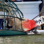 Een jonge specht had zichzelf vastgezet in het pindakaas huisje voor de mezen nr. 20231136  A 