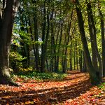 Herfst wandelpad in Driebergenlaan, november nr. 20231143 A 