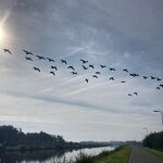 Alsof ganzen strepen in de lucht hebben gemaakt 20231003 A 