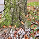 Paddenstoelen inktzwammen in de Driebergenlaan nr. 20231148 A
