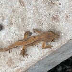 In de eigen tuin op dierendag een salamander 20231008  A 