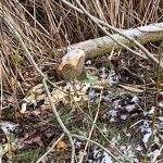 Bever sporen in het kanaalpark nr. 20231209 A 