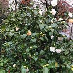 Een vroege lentebode nr. 20240107 A 
