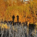 Winterlicht in het kanaalpark nr. 20240145