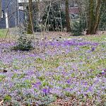  Lente bij de gymzaal aan de Molenstraat nr. 20240240 A 